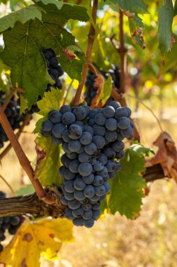 asma olgun kırmızı üzüm kümelerde