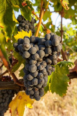 asma olgun kırmızı üzüm kümelerde