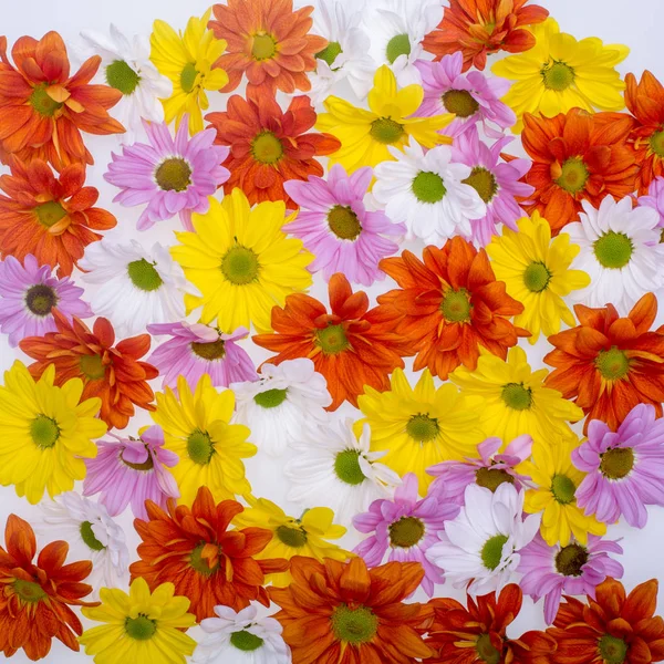 Arka plan resmi renkli papatya çiçek