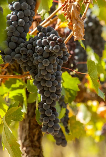 Grappes Raisins Rouges Mûrs Sur Vigne — Photo