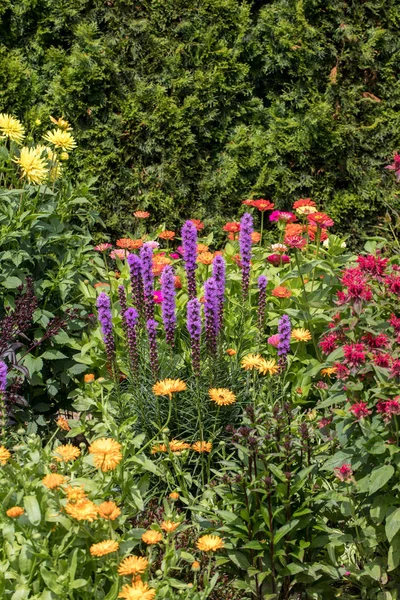 Liatris Spicata Flowers Summer Garden Stock Image