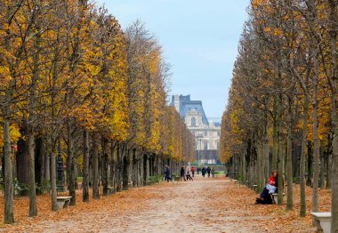 Paris, Fransa - Nevember 2017: Avenue Musée du Louvre de Paris önde gelen sonbahar ağaçların Fransa 