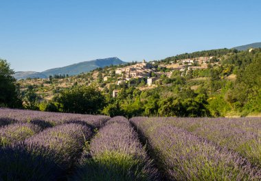 Aurel Köyü ötesinde, Vaucluse, Provence, Fransa lavanta alanıyla