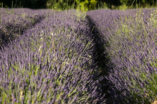 Lawenda Pole Pobliżu Sault Provence Francja — Zdjęcie stockowe