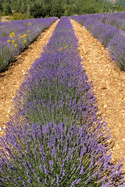 Campo Lavanda Provenza Vicino Sault Francia — Foto Stock