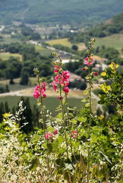 Virágzó Mályva Virág Háttérben Vidéki Táj Provence — Stock Fotó