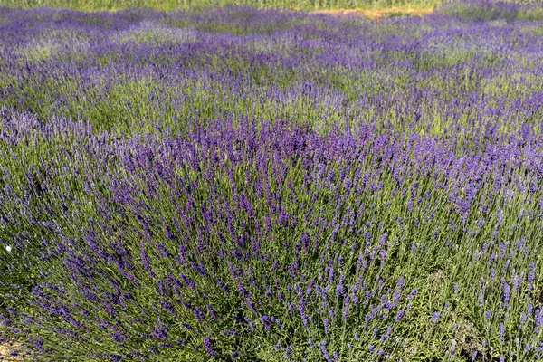 法国索尔特附近普罗旺斯盛开的薰衣草花 — 图库照片