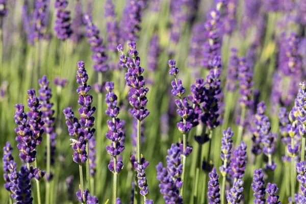 Bloeiende Lavendelbloemen Provence Nabij Sault Frankrijk — Stockfoto