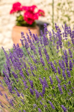 Fransa, Sault yakınlarındaki Provence 'de açan lavanta çiçekleri.