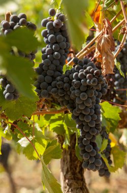 asma olgun kırmızı üzüm kümelerde