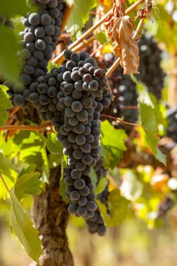 asma olgun kırmızı üzüm kümelerde