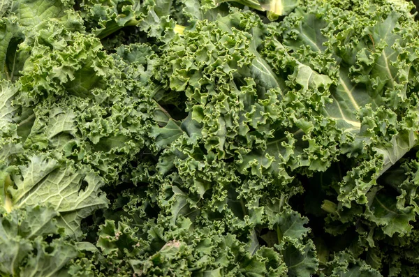 Sağlıklı taze kıvırcık lahana