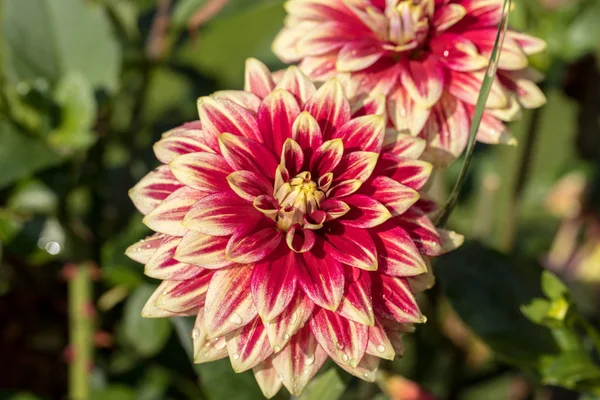 Κοντινό Πλάνο Του Ανθισμένου Κόκκινου Λουλουδιού Dahlia Στον Κήπο — Φωτογραφία Αρχείου