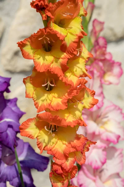 Szef Mieczyk Kwiat Tle Ściany Wapienne — Zdjęcie stockowe