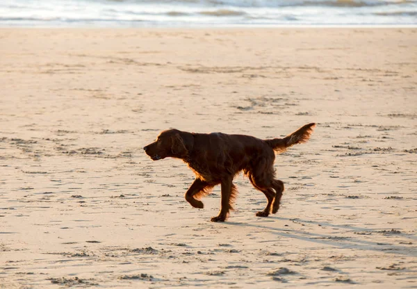 Red Setter Dog Having Fun Beach — Stock Photo, Image