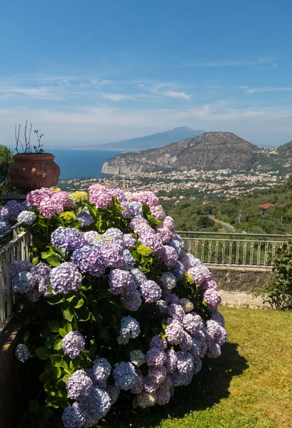 Bloeiende Hortensia Met Golf Van Napels Vesuvius Achtergrond — Stockfoto