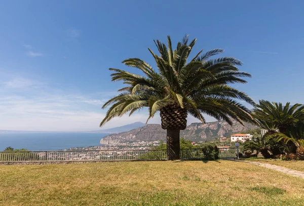 Palm Med Utsikt Över Neapelbukten Och Vesuvius Bakgrunden — Stockfoto