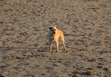 Küçük köpek bir kumsalda eğleniyor