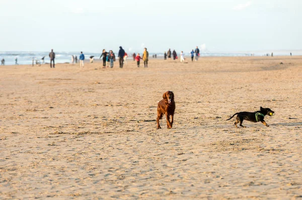 Katwijk Niederland April 2017 Roter Setter Hund Amüsiert Sich Strand — Stockfoto