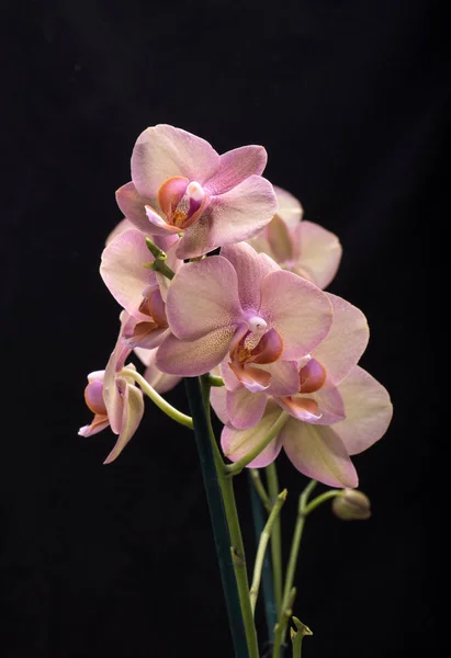 Pastelových Orchidej Květina Izolované Černém Pozadí — Stock fotografie