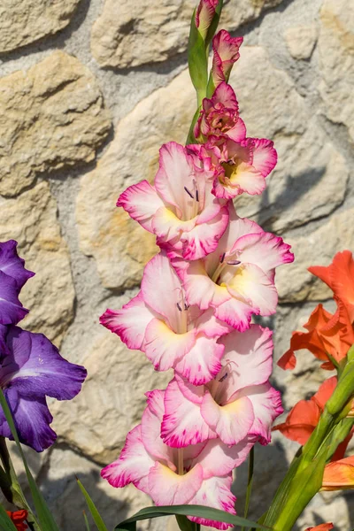 Hoofd Van Gladiolen Bloem Tegen Achtergrond Van Een Muur Van — Stockfoto