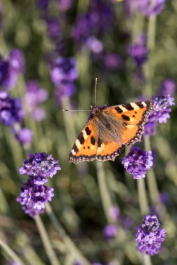 Çiçek açan lavanta çiçeklerinde renkli Kelebek 