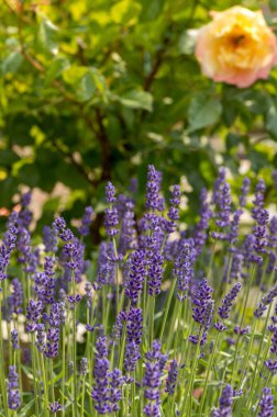  Fransa, Sault yakınlarındaki Provence 'de açan lavanta çiçekleri.