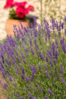  Fransa, Sault yakınlarındaki Provence 'de açan lavanta çiçekleri.