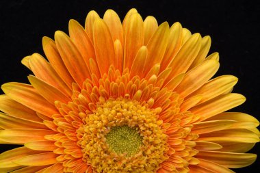 Siyah arka plan üzerine ince turuncu gerbera çiçekleri