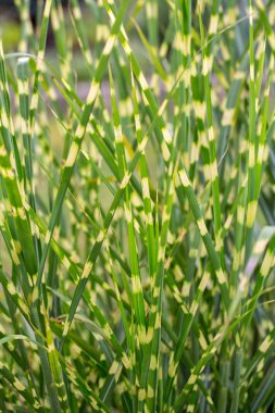 Dekoratif çim gıda sinensis Zebrinus yakın çekim 