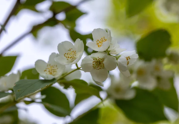 Ramo Florescente Bonito Jasmim Jardim — Fotografia de Stock