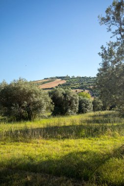  Abruzzo tepeler haddeleme Tarih zeytinlik görünümü. İtalya