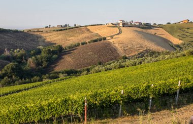 Abruzzo tepelerinde yükseltmelerdeki panoramik manzaralı zeytinlik, üzüm bağları ve çiftlikleri. İtalya