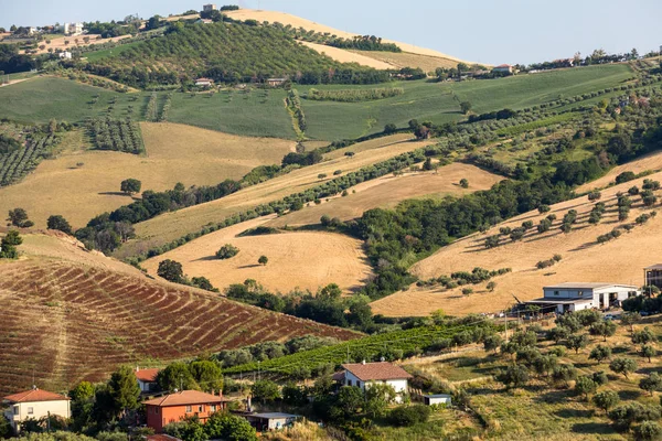 Panorámás Kilátás Nyílik Olajfaligetek Gazdaságok Dombok Abruzzo — Stock Fotó