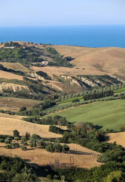 全景的橄榄树林和农场在连绵起伏的丘陵和在亚得里亚海的背景 意大利 — 图库照片