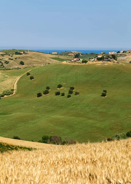 Blick Auf Olivenhaine Auf Sanften Hügeln Der Abruzzen Italien — Stockfoto