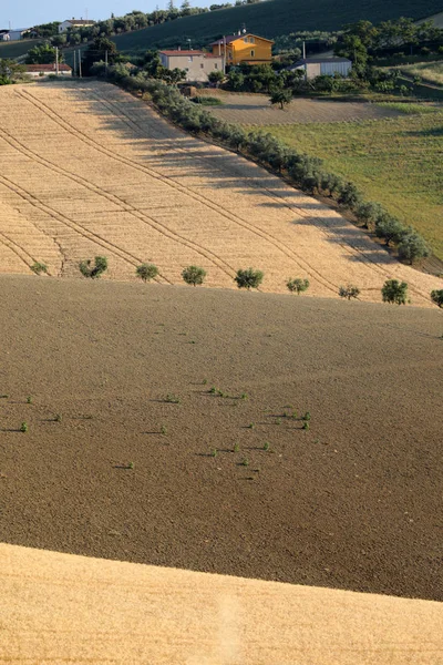 在连绵起伏的小山上种植谷物的橄榄树 意大利 — 图库照片
