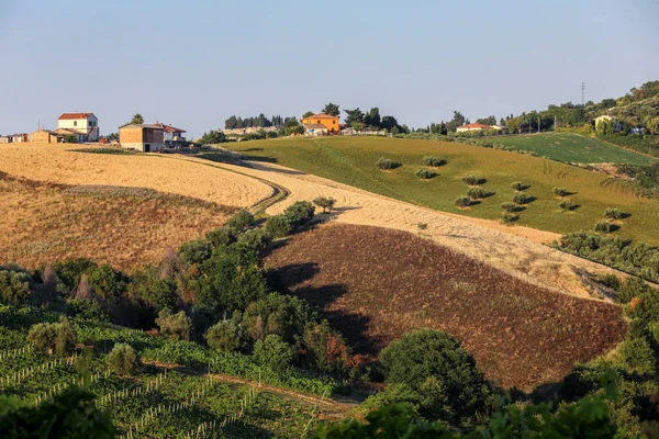 Πανοραμική Άποψη Ελαιώνων Και Αγροκτήματα Πάνω Λοφίσκους Του Abruzzo Ιταλία — Φωτογραφία Αρχείου