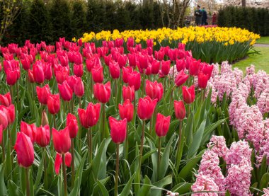 Lisse Hollanda - 19 Nisan 2017: Lisse, Hollanda, Hollanda Keukenhof bahçesinde renkli çiçekler.