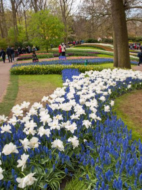 Lisse Hollanda - 19 Nisan 2017: Lisse, Hollanda, Hollanda Keukenhof bahçesinde renkli çiçekler.