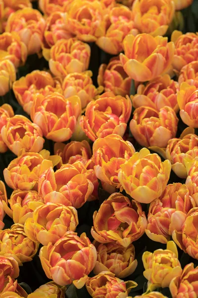 Τουλίπες Κίτρινα Και Πορτοκαλί Λουλούδια Που Ανθίζουν Έναν Κήπο — Φωτογραφία Αρχείου