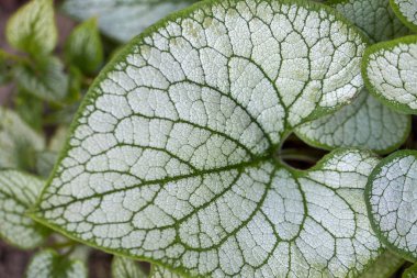 Heartleaf brunnera, Sibirya böceği parlatıcısı (Brunnera makrophylla 'Jack Frost') bahçede