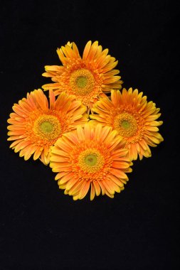 Siyah arka plan üzerine ince turuncu gerbera çiçekleri