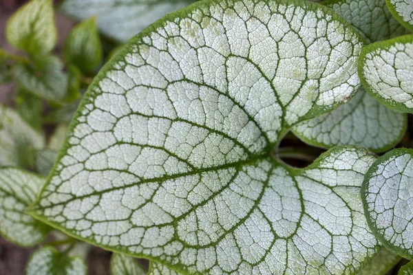 இதய Brunnera Macrophylla — ஸ்டாக் புகைப்படம்