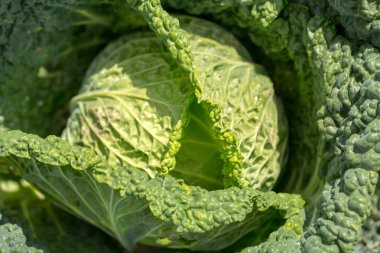 Savoy lahana kafa bahçesinde yakın çekim