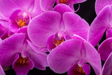 siyah arka plan üzerine izole pembe orkide çiçek