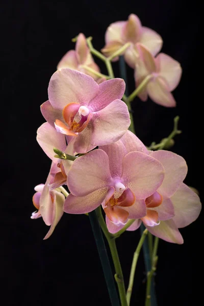 Orchidée Pastel Fleur Isolée Sur Fond Noir — Photo