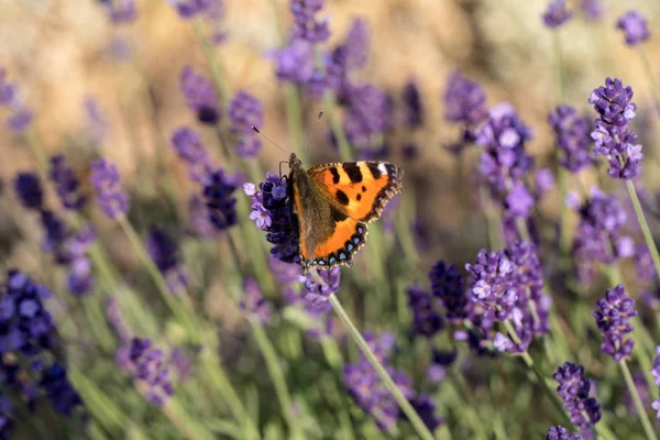 Borboleta Colorida Nas Flores Lavanda Florescendo — Fotografia de Stock