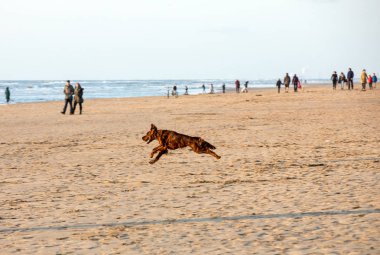 Katwijk, Hollanda - 23 Nisan 2017: Katwijk aan Zee, Hollanda, bir plajda eğlenmek Red setter köpek