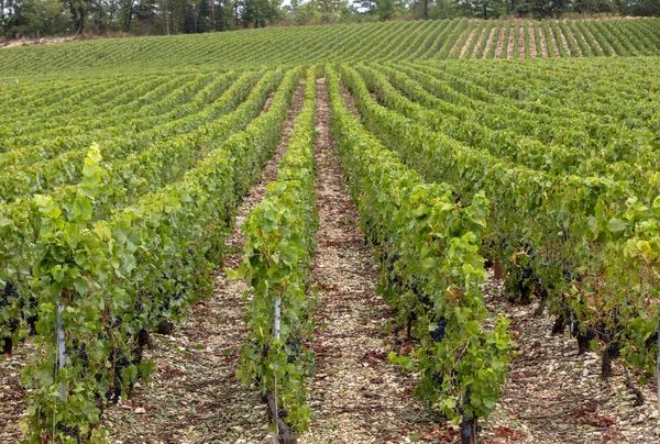 Champagne Wijngaarden Regio Cote Des Bar Van Het Departement Aube — Stockfoto